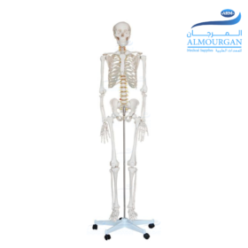 Skeleton Model 180 cm | مجسم الهيكل العظمي طول طبيعي